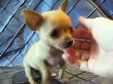 Short and Cobby Micro Teacup Pocket Chihuahua