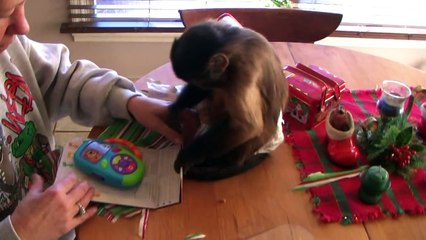 Capuchin Monkey Wolfgang "Get's a MP3 for Christmas"
