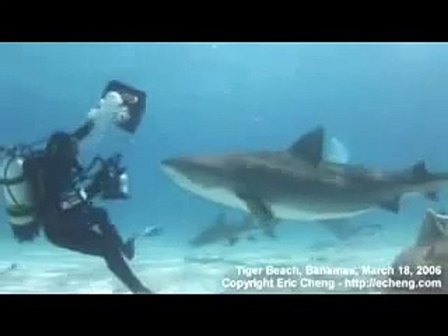 Shark Video - tiger shark, great hammerhead, bull shark