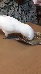 ایک طوطے کا خاکِ شفا پر سجدہ کرنا