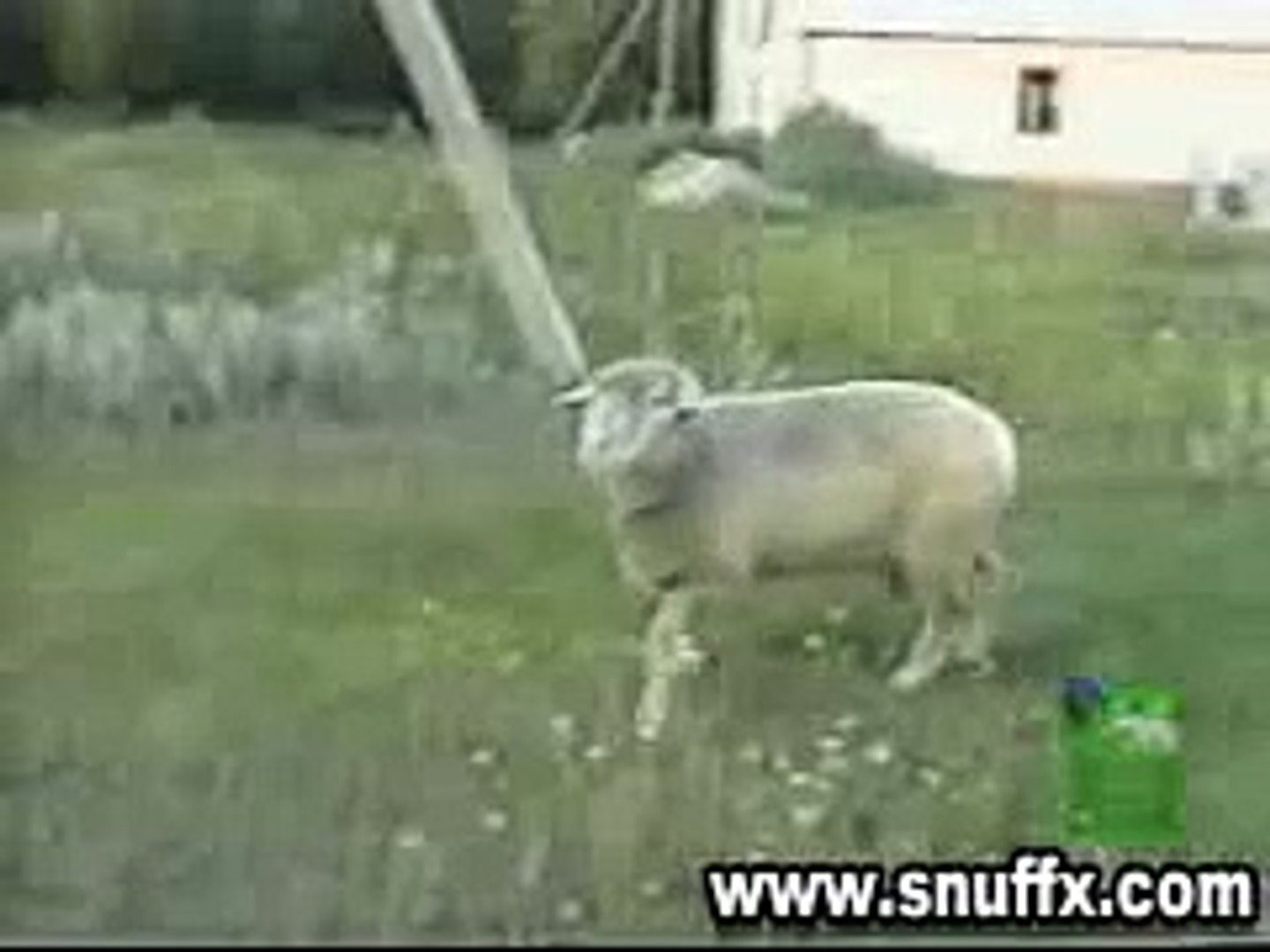 ⁣Sheep attacks man