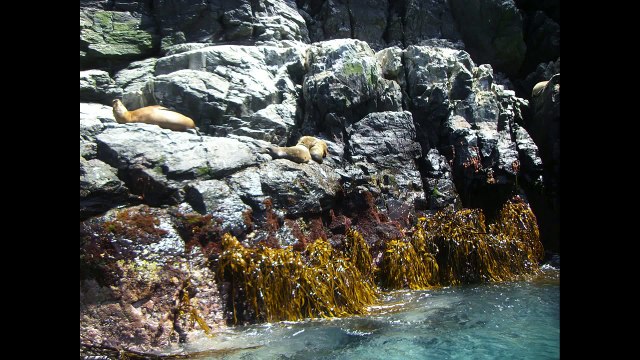 Choros Island, Humboldt Penguin National Reserve, Coquimbo Region, Chile, South America