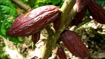 Beneficios del Chocolate - Propiedades del Cacao