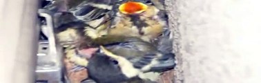 シジュウカラの巣立ち　Parus major