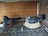 Eddie's Iranian High Flyer Pigeons