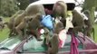Knowsley Safari Park baboons cause chaos
