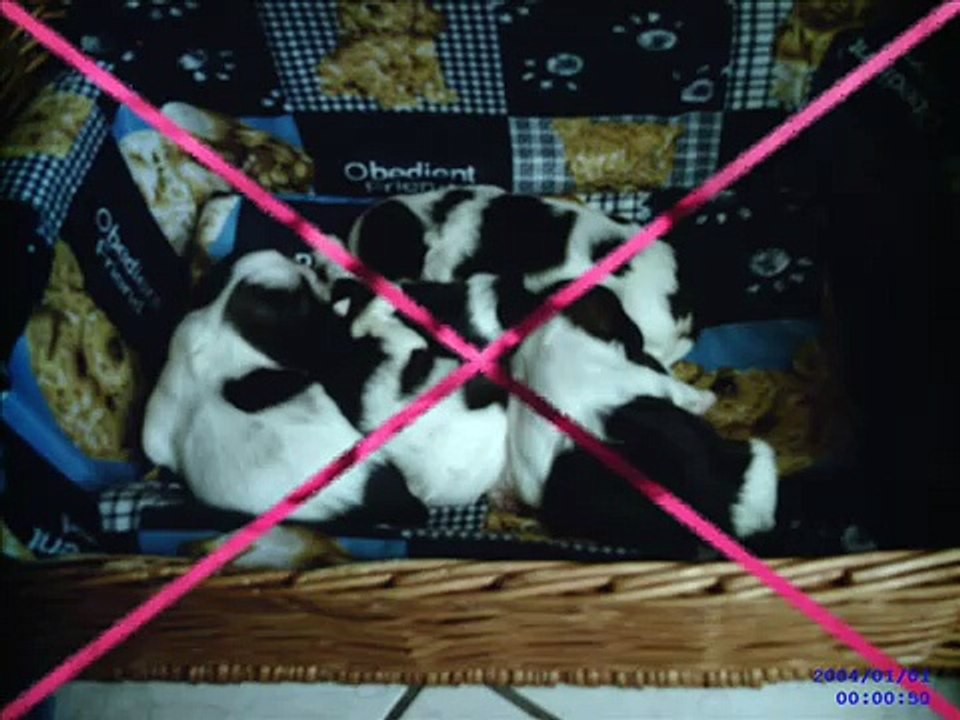 mes 5 chiots!!