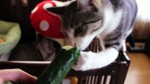 きゅうり大好きなチワワと猫 - Cats＆Dogs Eating Cucumbers-