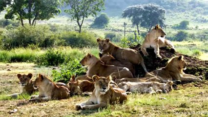 African Cats .:The World I Knew:.