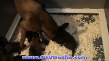 Malinois Puppies