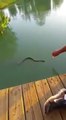 Feeding a water snake by hand