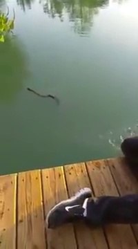 Nourrir un serpent à la main... Flippant!