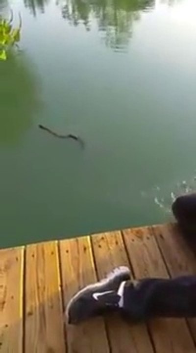 Nourrir un serpent à la main... Flippant!