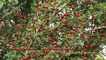 meidoornbessen - hawthorn berries - Crataegus