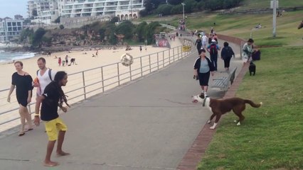 Every living artillery in Brazil  Offers on 3  4 or transfer a row field dog