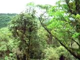 Zip Line Ride - Selvatura Park - Monteverde, Costa Rica