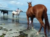 Journée entre amis et les chevaux