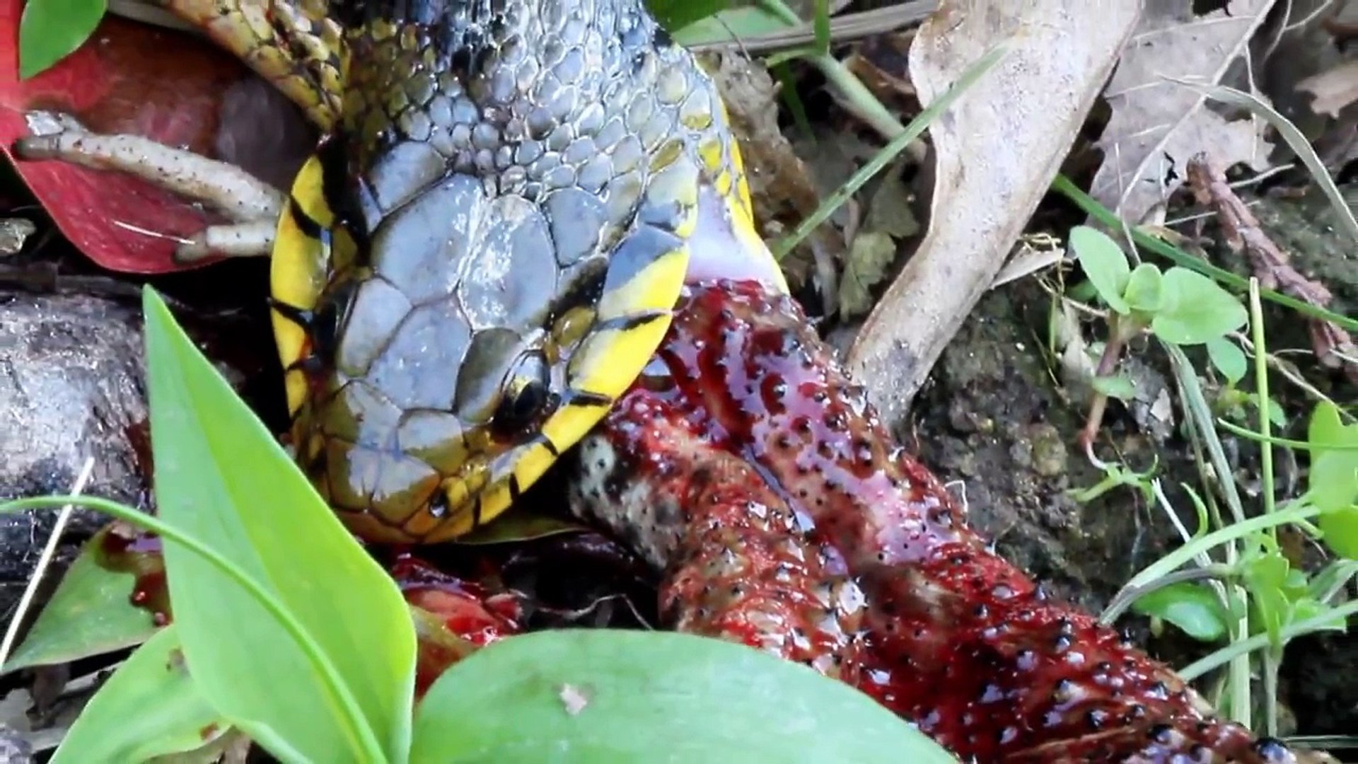 蛇 ヘビ の食事ウシガエルヒキガエルゴトマツ弱肉強食 Video Dailymotion