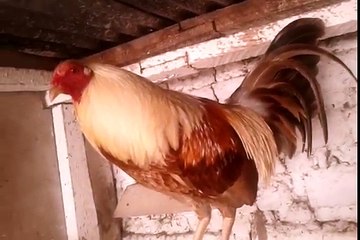 gallos de jalapa guatemala