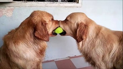 3 chiens pour 1 balle  Golden Retrievers trop adorables