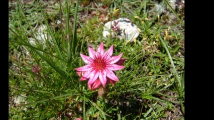 Le Parc National des Ecrins