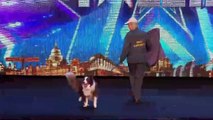 The winner of Britian Gottalent 2015 full audition HD || Jules and Matisse  action dog