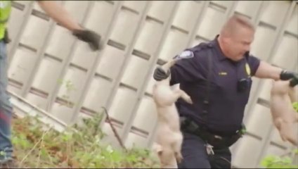 Chasse au porcelet sur l'autoroute après un accident
