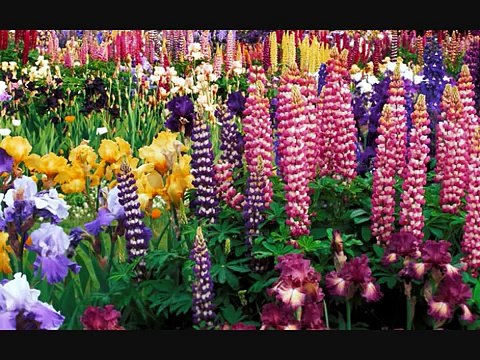 Чайковский - Вальс цветов - Щелкунчик