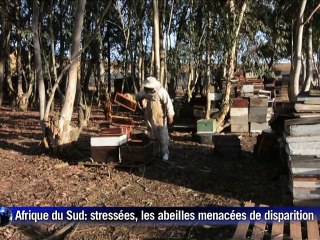 Les abeilles sud-africaines à leur tour menacées de disparition (2)