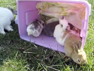 Dancing Baby Bunnies!