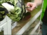 Another Feeding Video