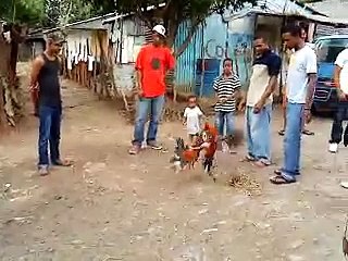 Fighting Roosters