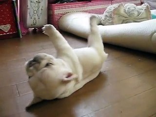 Bulldog français trop chou