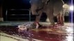 Elephant Giving Birth : Video of an elephant birth