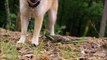 Shiba Inu puppy playing in the woods