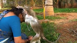 Ramu the monkey grooms Sarada the shelter manager