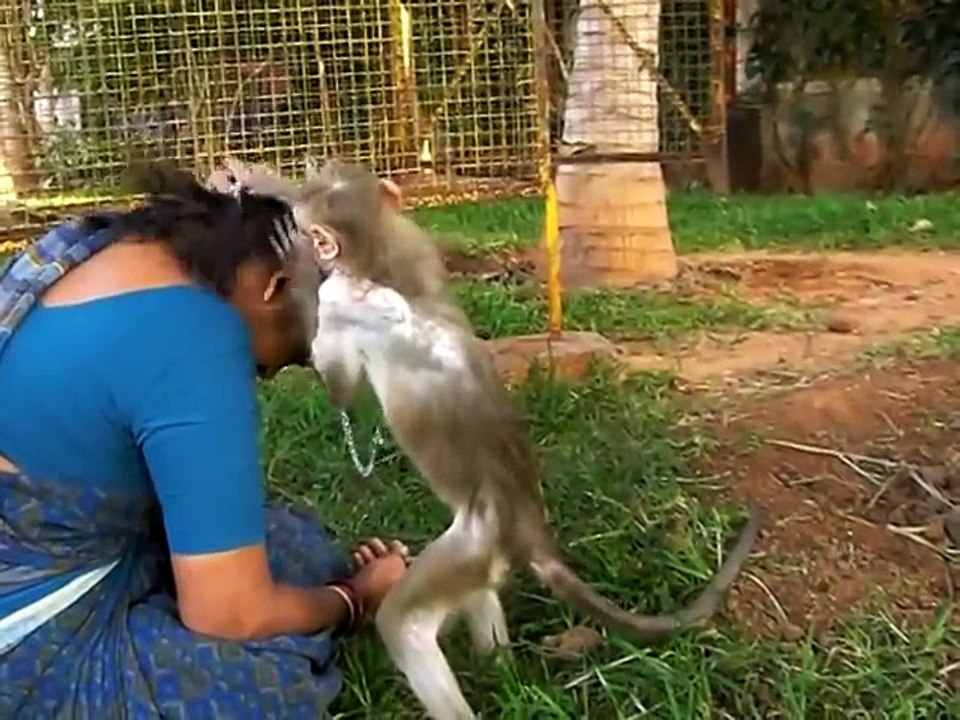 Ramu the monkey grooms Sarada the shelter manager
