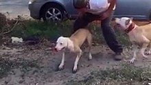 Un pitbull grimpe sur un mur de 4 mètres