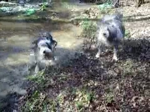 Mes trois chiens dans l'eau
