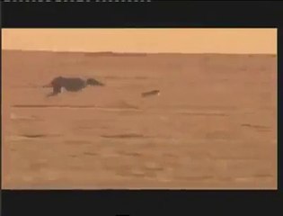 OMG!!! Wild Dogs VS Poor Rabbit