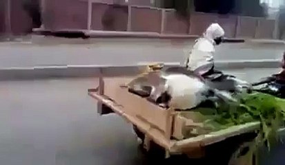 "..OMG & Funy Video..." - Adnan Ali Abbas