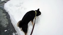 Shiba Inu Saki: Digging in the Snow [Dog Plays - Snow] 柴犬幸希