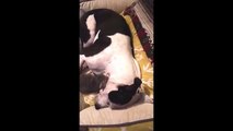 Trois chatons orphelins adoptés par une chienne