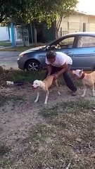 Un Pitbull escalade un mur de 4 mètres