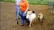 Stretch German Shepherd Herding Sheep