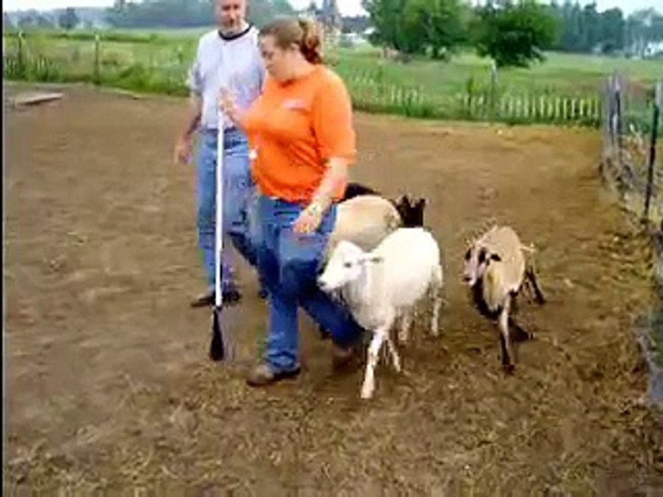 Stretch German Shepherd Herding Sheep