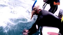 Ataque de tres ballenas asesinas a un tiburón