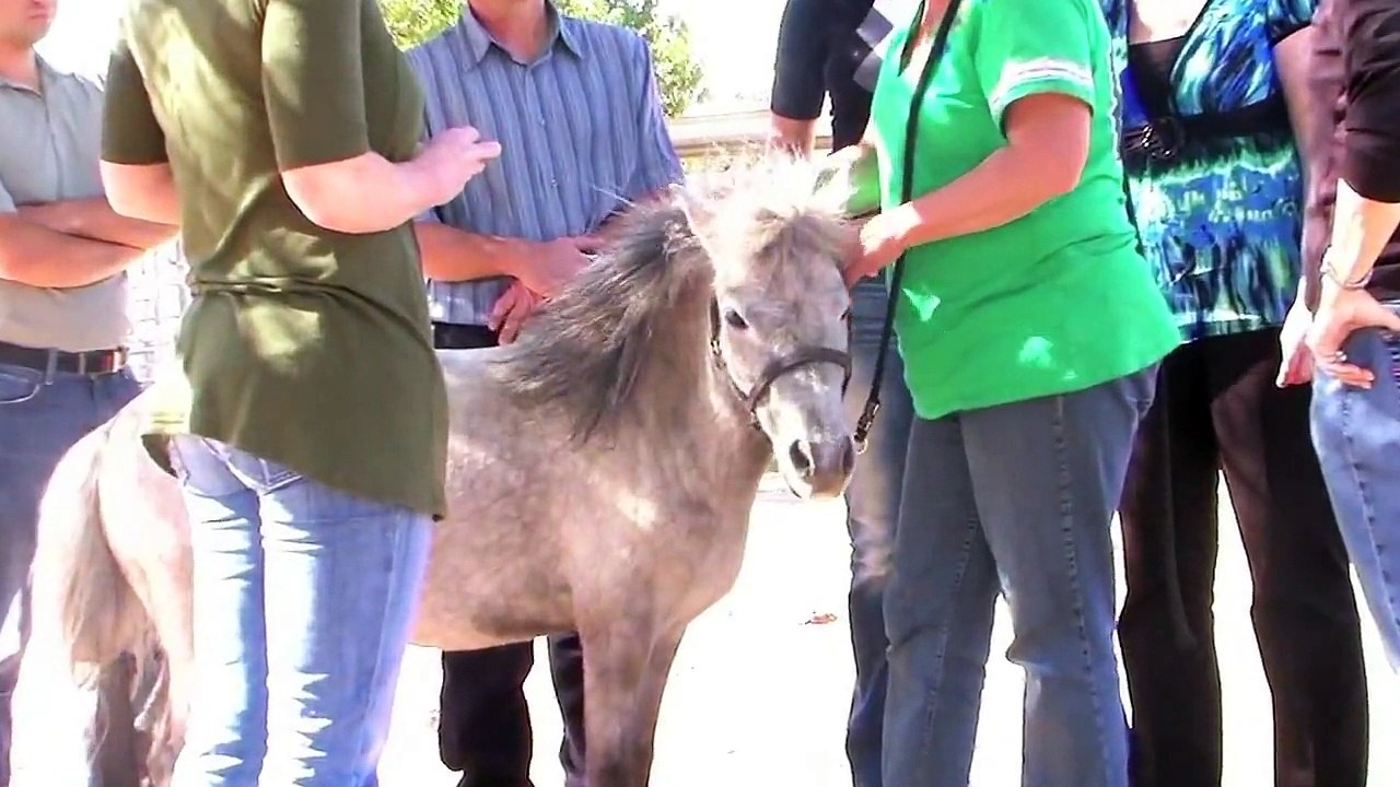 Equine Therapy For Addiction | Drug Rehab | Alcohol Rehab | The Sundance Center