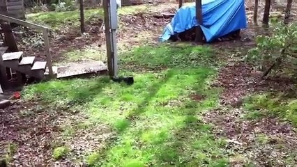 Goosey kitty funny girl trying to pet cat