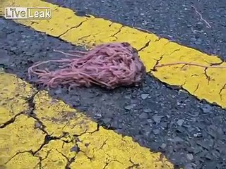 LiveLeak.com - Texas sized worm piles found on highway after flood